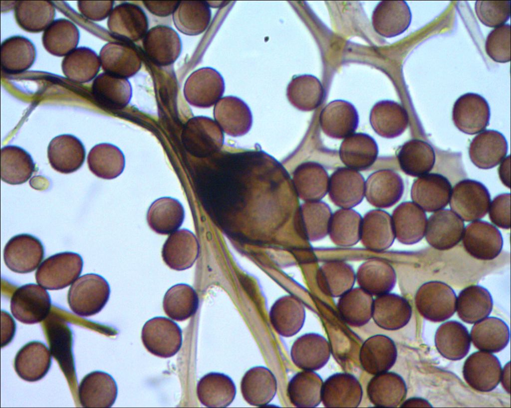 Lamproderma sp, Olympos